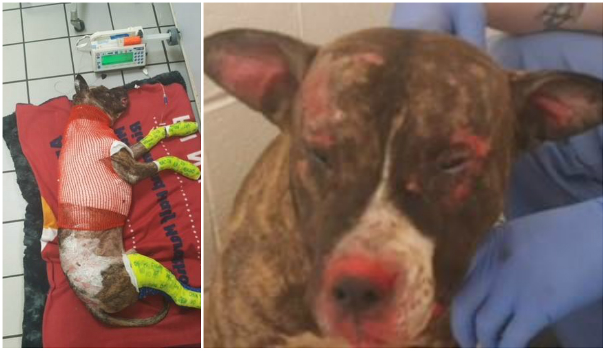 Virginia animal shelter seeks suspect after dog set on fire | News/Talk 960-AM & FM-107.3 WFIR