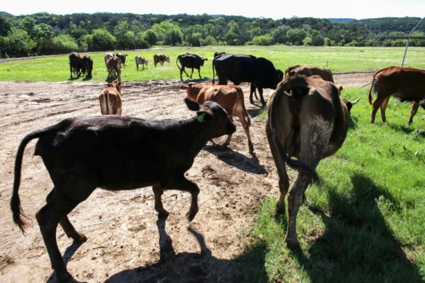 Cattle are driven to a pasture for grazing at Sovereignty Ranch in Bandera, Texas, on May 2, 2026. (Bobby Sanchez for The Epoch Times)