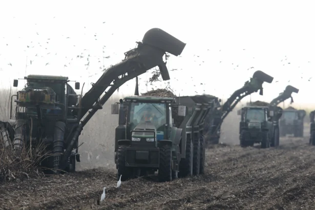 Mechanical harvesters work a sugar cane crop in Clewiston, Fla., on Jan. 28, 2014. (Raedle/Getty Images)
