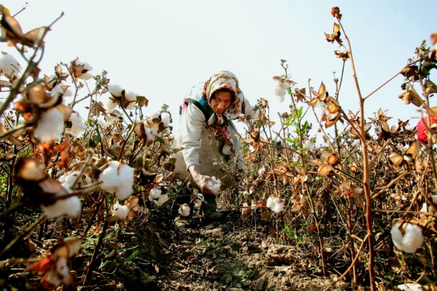 A migrant worker picks cotton in the fields in Shihezi city of Xinjiang, China, on Oct. 15, 2005. (Guang Niu/Getty Images)